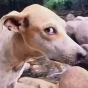 Meet your Posher, Analia